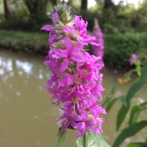 Photographie n°2100872 du taxon Lythrum salicaria L. [1753]