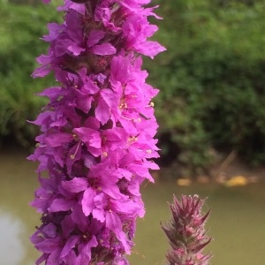 Photographie n°2100873 du taxon Lythrum salicaria L. [1753]