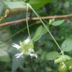 Photographie n°2100883 du taxon Silene baccifera (L.) Roth