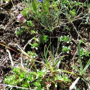 Photographie n°2100884 du taxon Thymus serpyllum L. [1753]