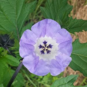 Photographie n°2100901 du taxon Nicandra physalodes (L.) Gaertn. [1791]