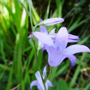 Photographie n°2100985 du taxon Campanula patula L.