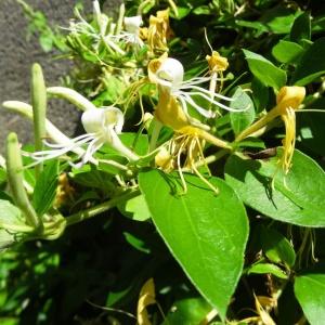 Photographie n°2100988 du taxon Lonicera periclymenum L. [1753]
