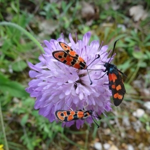 Photographie n°2100998 du taxon Knautia arvensis (L.) Coult. [1828]