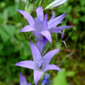 Photographie n°2101002 du taxon Campanula patula L.