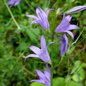 Photographie n°2101003 du taxon Campanula patula L.