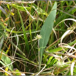 Photographie n°2101031 du taxon Succisa pratensis Moench [1794]