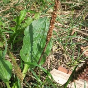 Photographie n°2101047 du taxon Plantago major L.