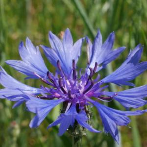 Photographie n°2101054 du taxon Centaurea cyanus L. [1753]