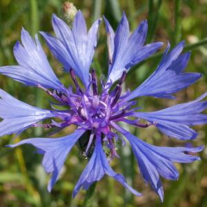 Photographie n°2101055 du taxon Centaurea cyanus L. [1753]