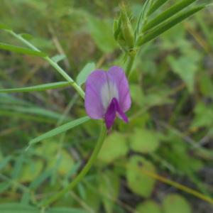 Photographie n°2101061 du taxon Vicia sativa L. [1753]