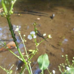 Photographie n°2101065 du taxon Alisma plantago-aquatica L. [1753]