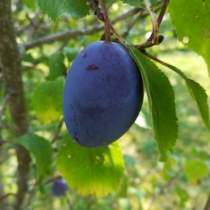 Photographie n°2101092 du taxon Prunus domestica L. [1753]