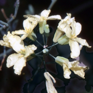 Photographie n°2101114 du taxon Brassica oleracea L. [1753]