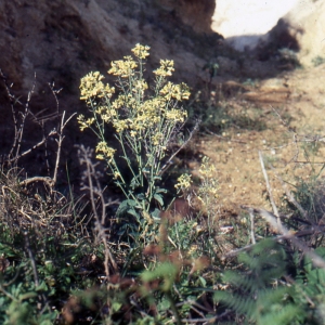 Photographie n°2101115 du taxon Brassica oleracea L. [1753]