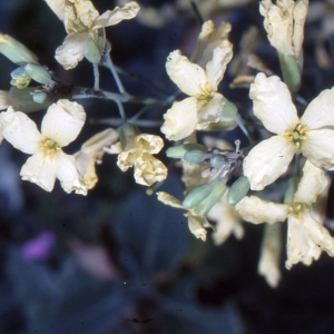 Photographie n°2101119 du taxon Brassica oleracea L. [1753]