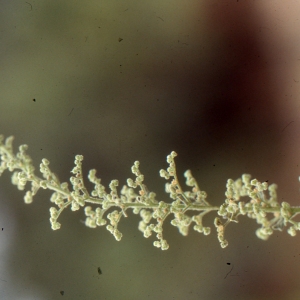 Chenopodium botrys L. (Ansérine à épis)