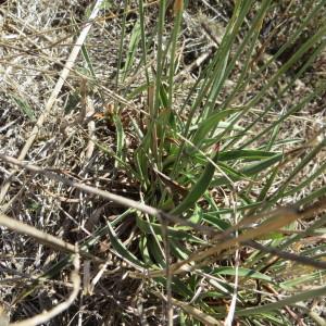 Photographie n°2101167 du taxon Armeria arenaria (Pers.) Schult. [1820]