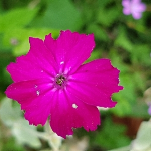 Photographie n°2101177 du taxon Lychnis coronaria (L.) Desr. [1792]