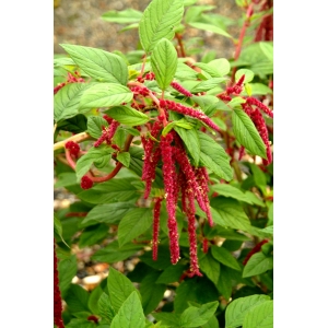 Amaranthus sanguineus L. (Amarante queue-de-renard)