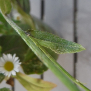 Photographie n°2101197 du taxon Erigeron annuus (L.) Desf. [1804]