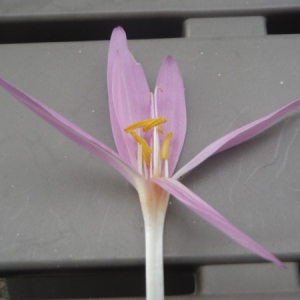 Photographie n°2101198 du taxon Colchicum autumnale L. [1753]