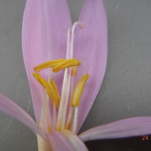 Photographie n°2101199 du taxon Colchicum autumnale L. [1753]
