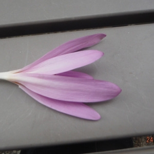 Photographie n°2101200 du taxon Colchicum autumnale L. [1753]