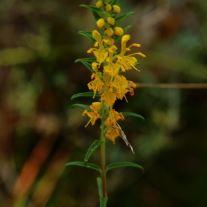 Photographie n°2101212 du taxon Odontites luteus (L.) Clairv. [1811]