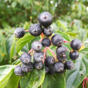 Photographie n°2101349 du taxon Cornus sanguinea L. [1753]