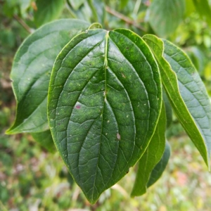 Photographie n°2101350 du taxon Cornus sanguinea L. [1753]