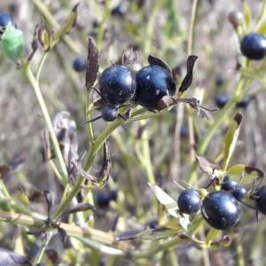 Photographie n°2101359 du taxon Jasminum fruticans L. [1753]