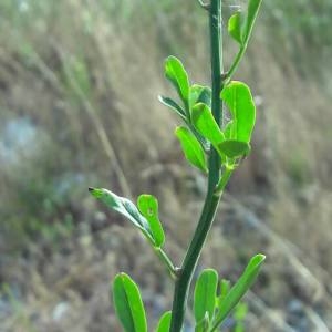 Photographie n°2101360 du taxon Jasminum fruticans L. [1753]