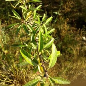 Photographie n°2101365 du taxon Pyrus spinosa Forssk. [1775]