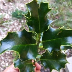 Photographie n°2101384 du taxon Ilex aquifolium L. [1753]