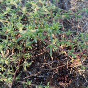 Photographie n°2101413 du taxon Salsola kali L. [1753]