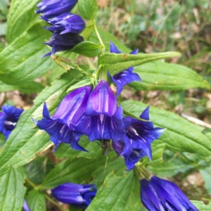 Photographie n°2101419 du taxon Gentiana asclepiadea L. [1753]