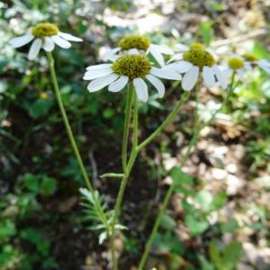 Photographie n°2101458 du taxon Tanacetum corymbosum (L.) Sch.Bip. [1844]