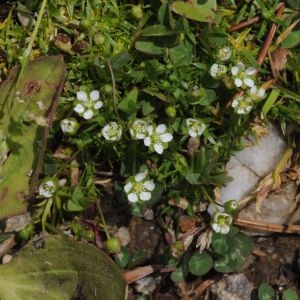 Photographie n°2101489 du taxon Sagina subulata (Sw.) C.Presl [1826]