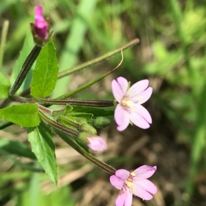 Photographie n°2101521 du taxon Epilobium ciliatum Raf. [1808]