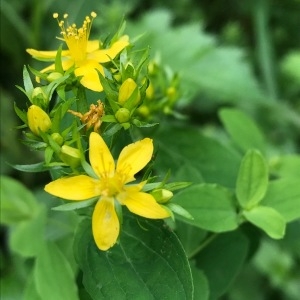 Photographie n°2101541 du taxon Hypericum humifusum L. [1753]