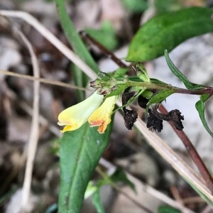 Photographie n°2101551 du taxon Melampyrum pratense L. [1753]