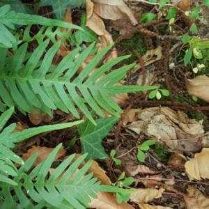 Photographie n°2101611 du taxon Polypodium interjectum Shivas [1961]