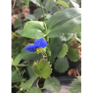 Commelina erecta L.