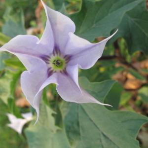 Photographie n°2101641 du taxon Datura stramonium f. tatula (L.) B.Boivin