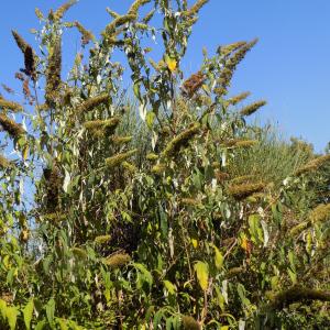 Photographie n°2101643 du taxon Buddleja davidii Franch. [1887]