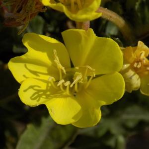 Photographie n°2101666 du taxon Oenothera stuchii Soldano [1979]