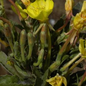 Photographie n°2101667 du taxon Oenothera stuchii Soldano [1979]