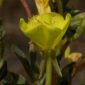  - Oenothera stuchii Soldano [1979]