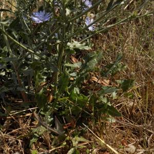 Photographie n°2101674 du taxon Cichorium intybus L. [1753]